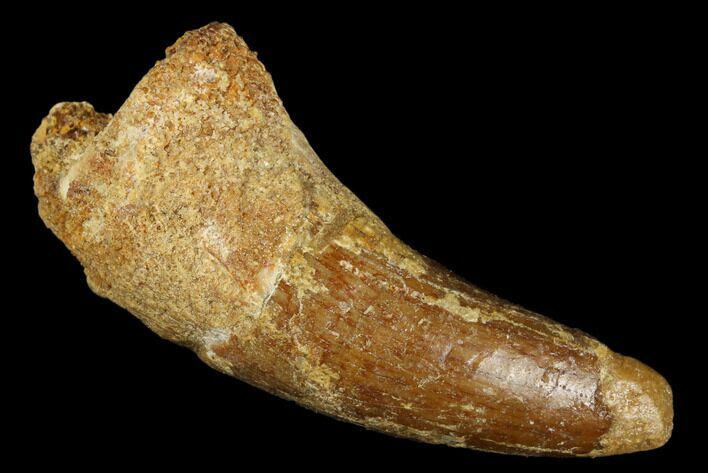 Cretaceous Fossil Crocodile Tooth - Morocco #185414